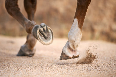close up of horses legs and hooves
